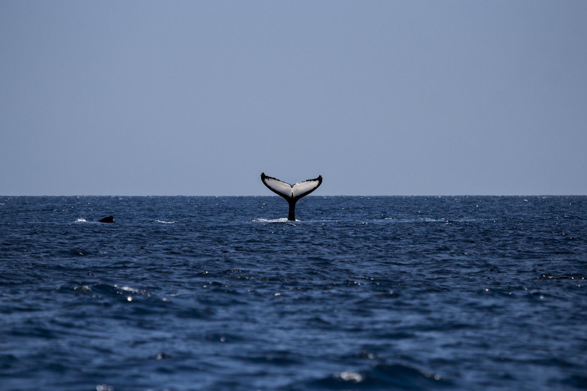 洛克王国灵石猴什么性格好（洛克王国这只灵石猴能练吗练了转火云神还是大力神好性格天赋矛盾呀）